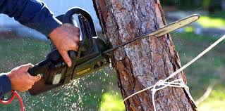 Best Arborist Consultation Services  in Sacramento, CA